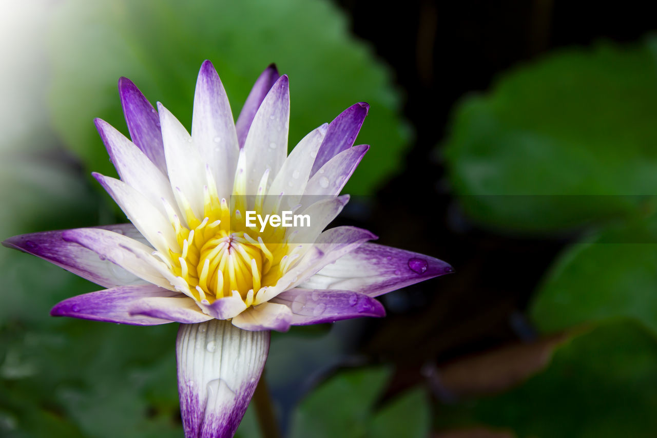 CLOSE-UP OF PURPLE LOTUS WATER LILY