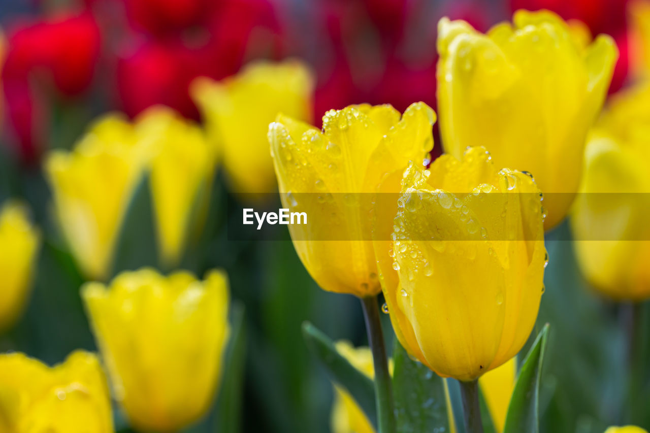 CLOSE-UP OF WET YELLOW TULIP FLOWER