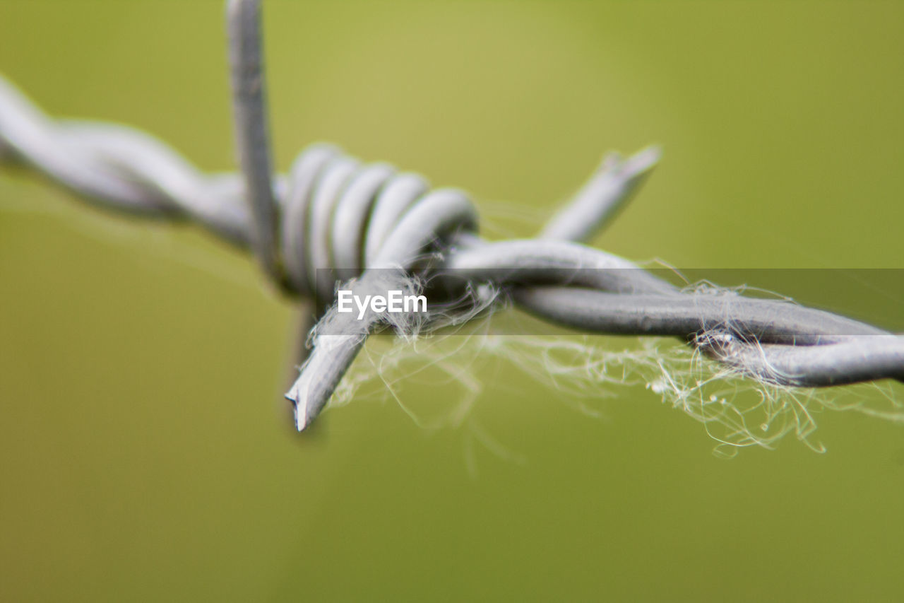 Close-up of frozen plant