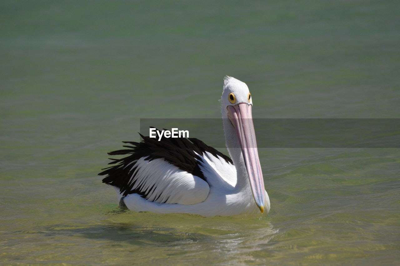 Pelican. monkey mia. shark bay. coral coast. western australia