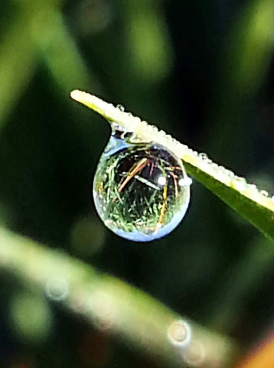 CLOSE-UP OF WATER DROPS ON PLANT