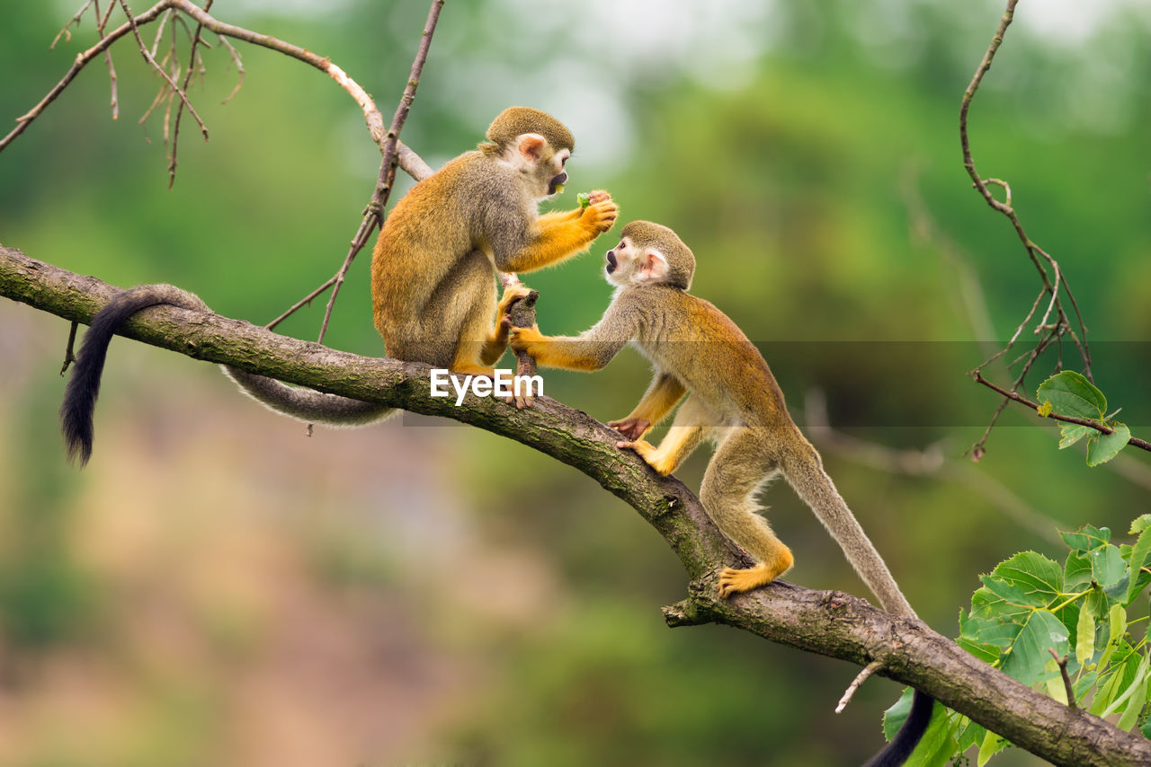 Monkeys on tree branch