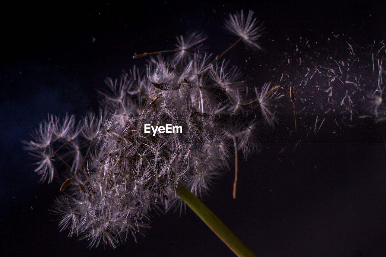 Close-up of dandelion against black background