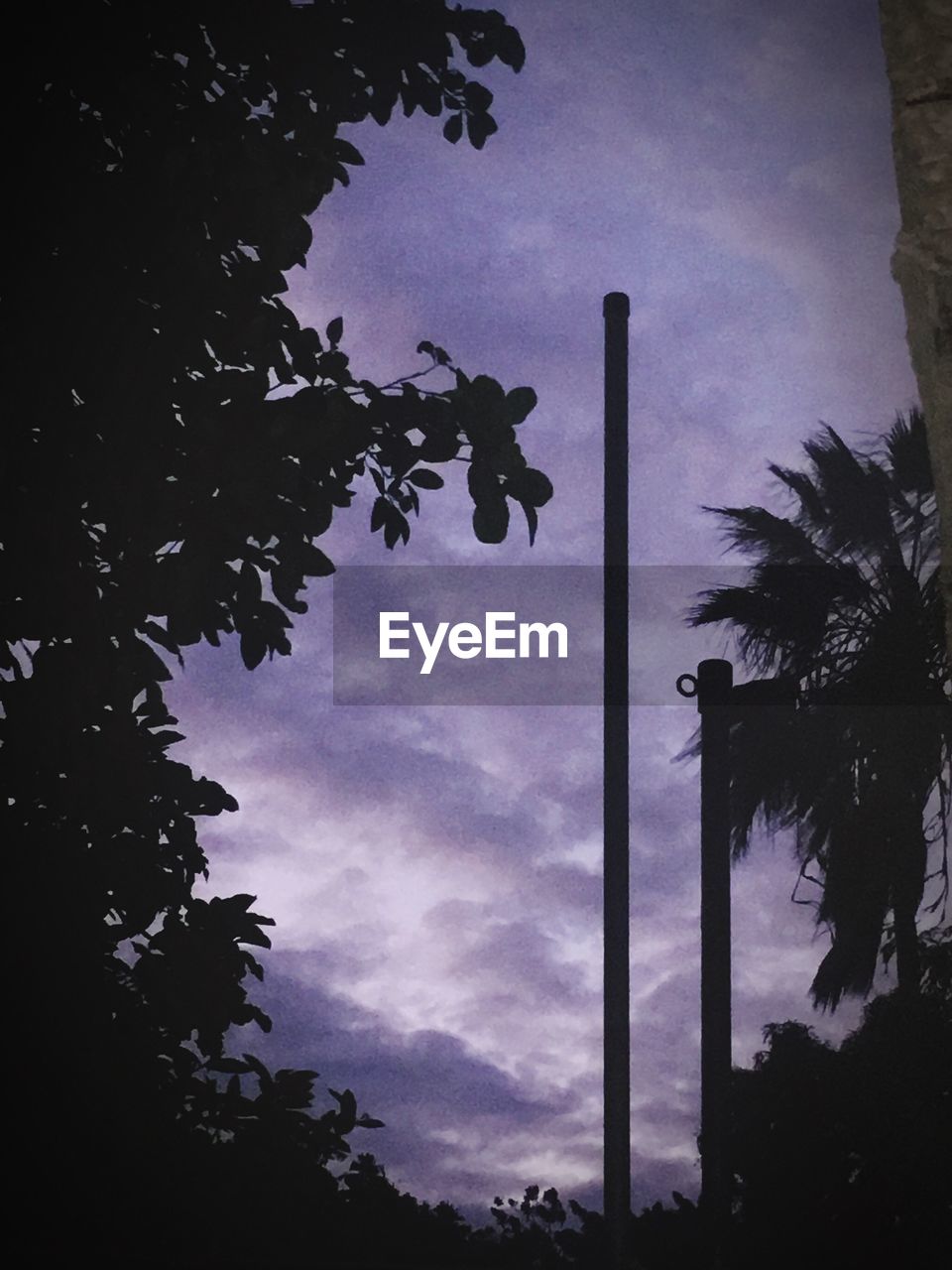 LOW ANGLE VIEW OF TREES AGAINST CLOUDY SKY