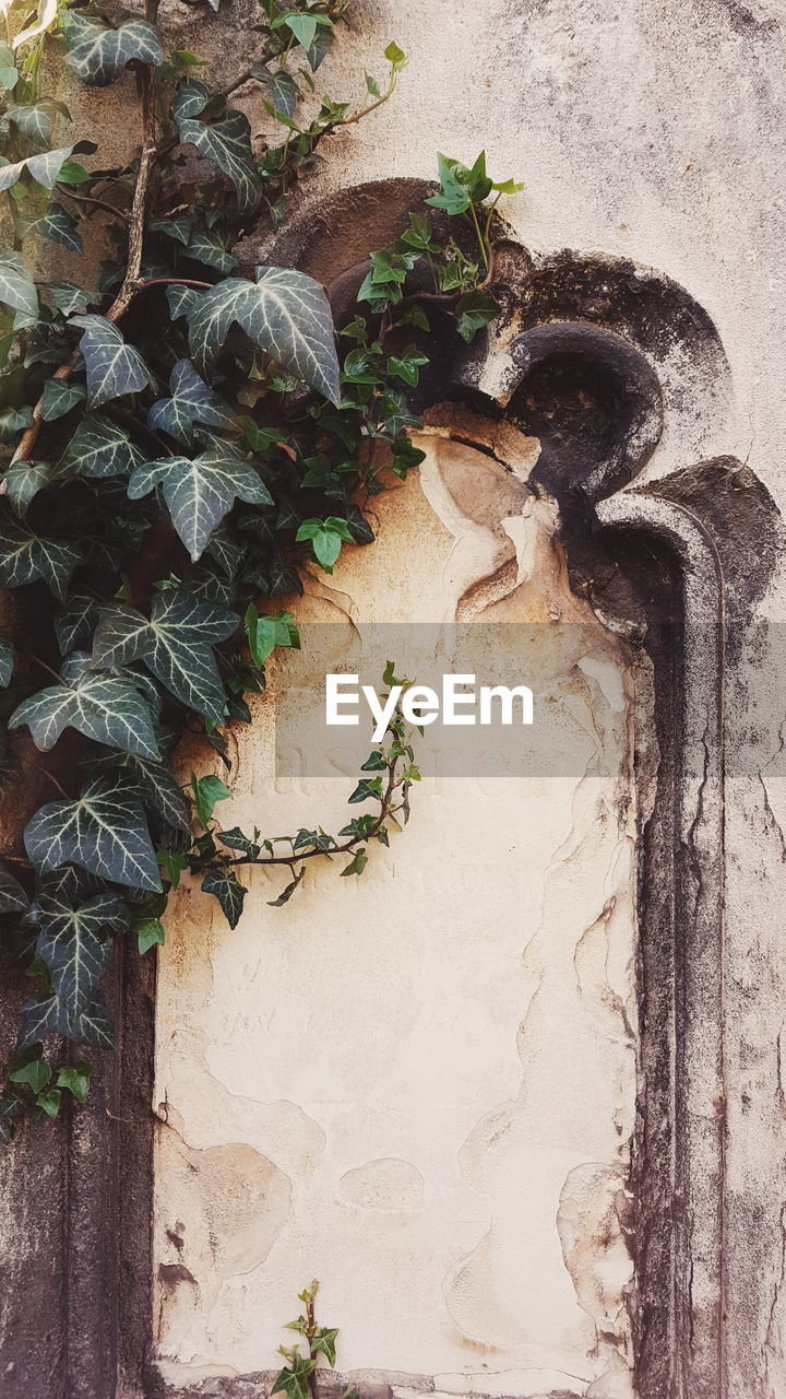 leaf, plant, plant part, architecture, no people, growth, wall - building feature, built structure, old, nature, day, weathered, close-up, wall, green color, creeper plant, outdoors, ivy, entrance, art and craft