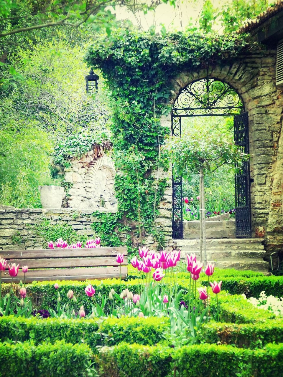 Plants growing in balchik gardens