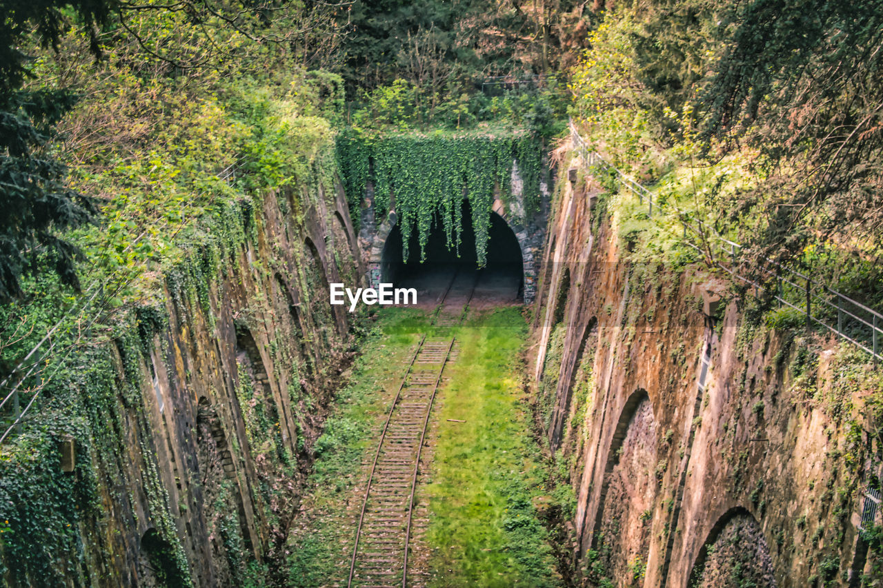 Old train station panoramic shot of trees growing in forest