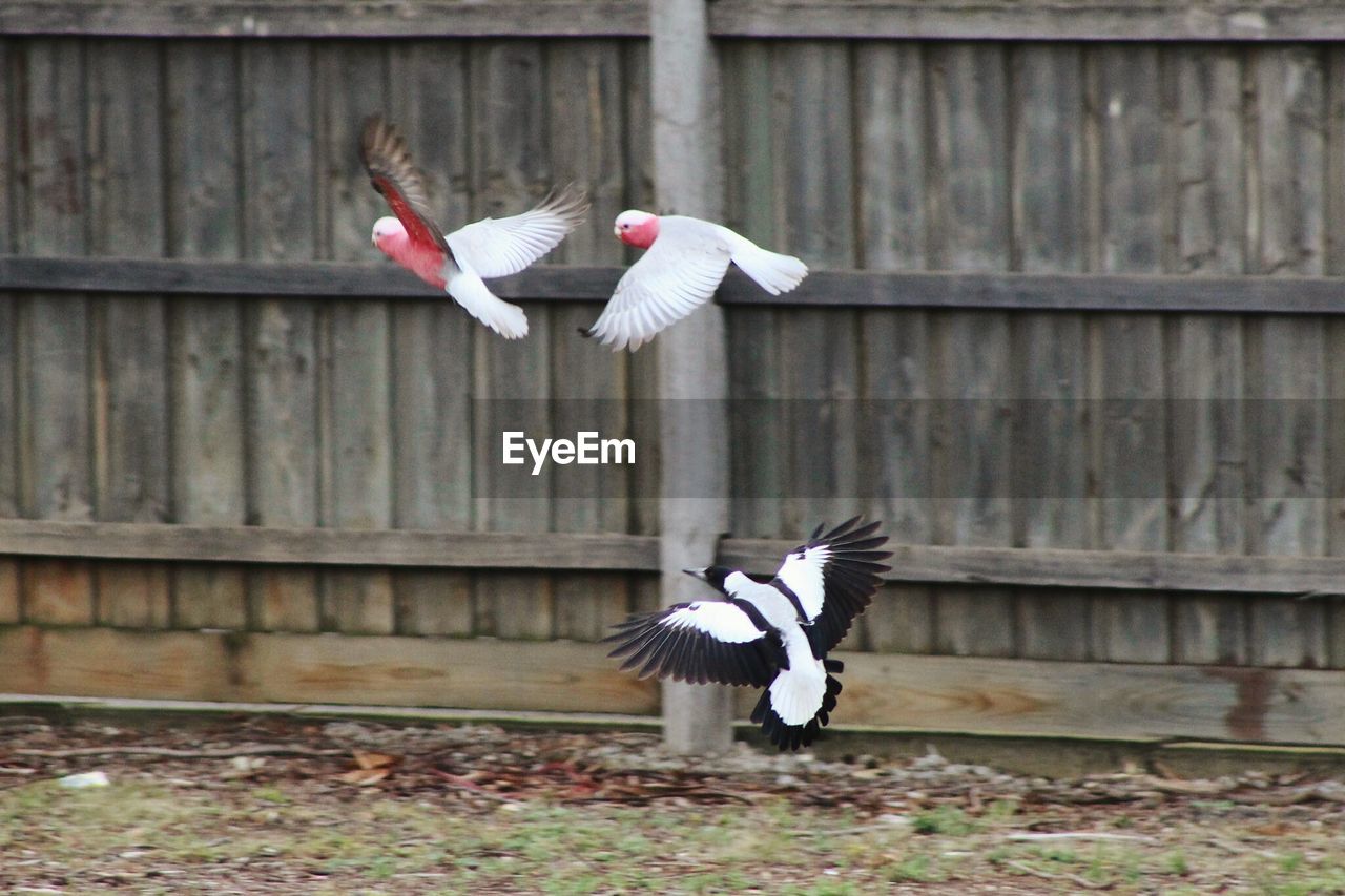 Side view of birds flying against the wall