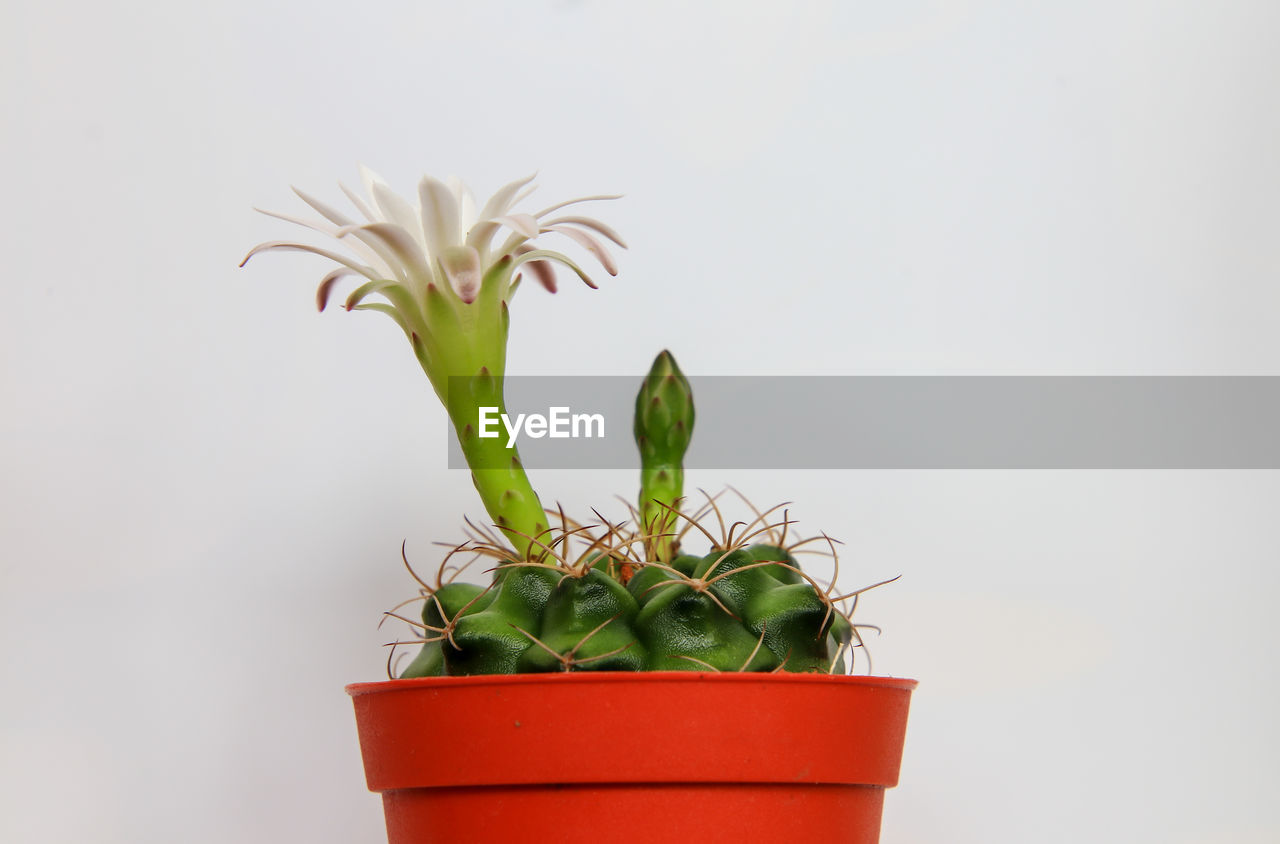 Potted plant against white background