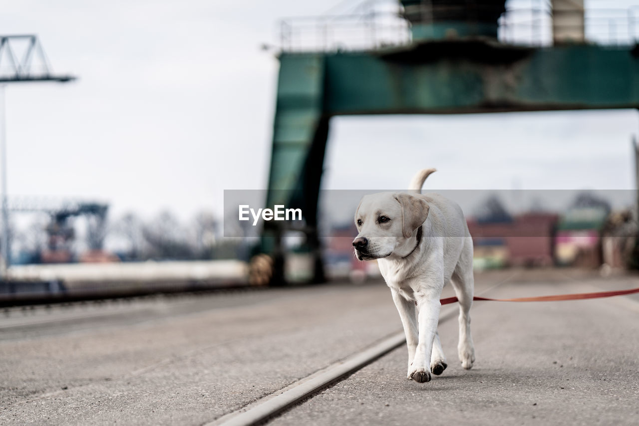 Portrait of a dog in industrial docks, labrador retriever.