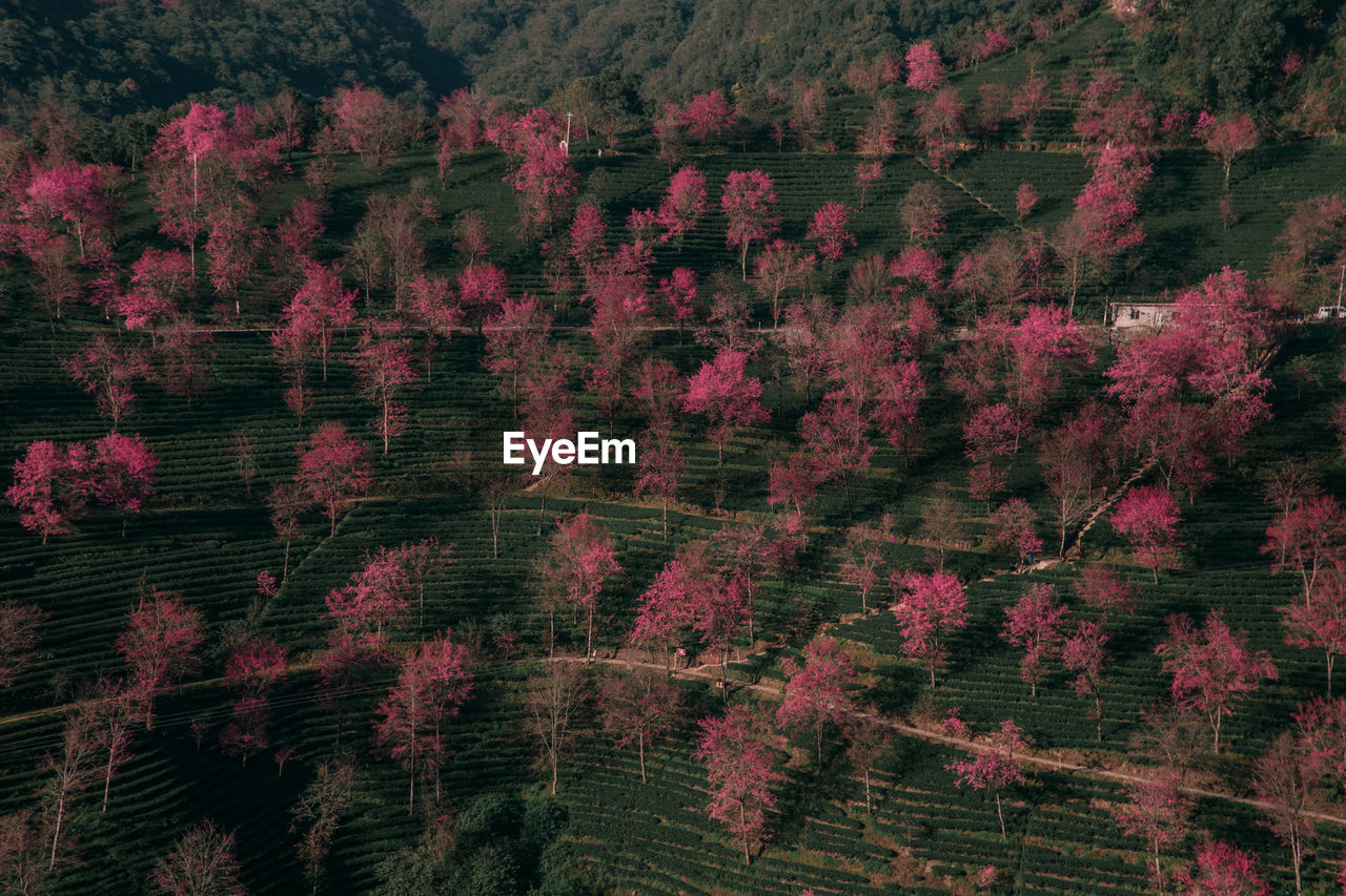 HIGH ANGLE VIEW OF PINE TREES ON LANDSCAPE