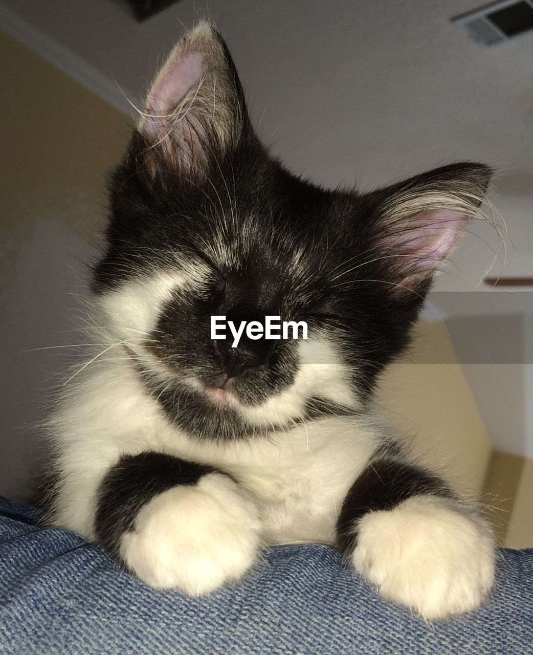 Close-up of kitten with eyes closed sitting on sofa at home