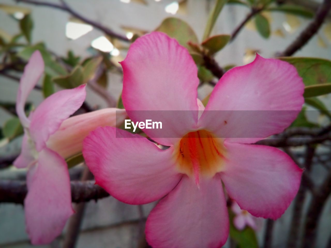 CLOSE-UP OF PINK FLOWERS