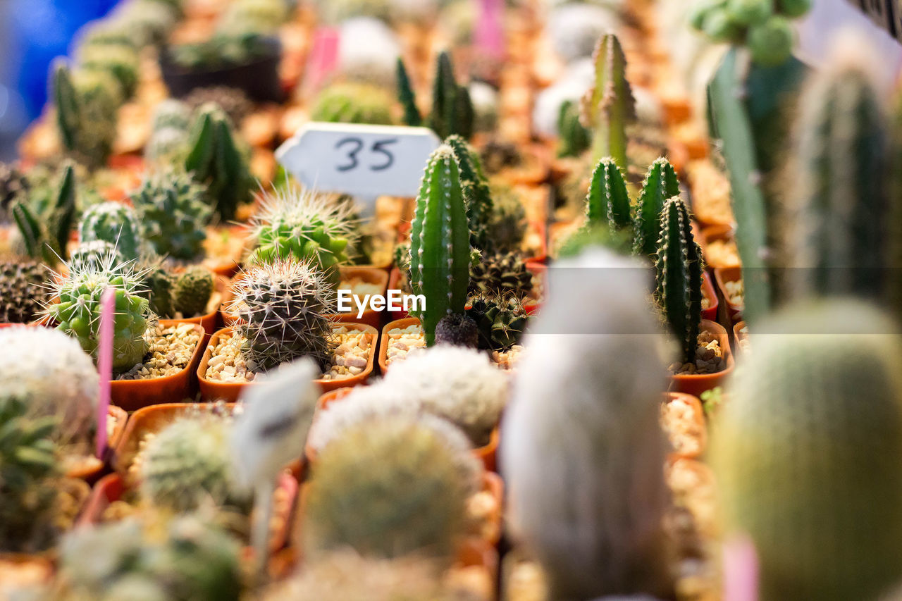 Cactus for sale at market stall