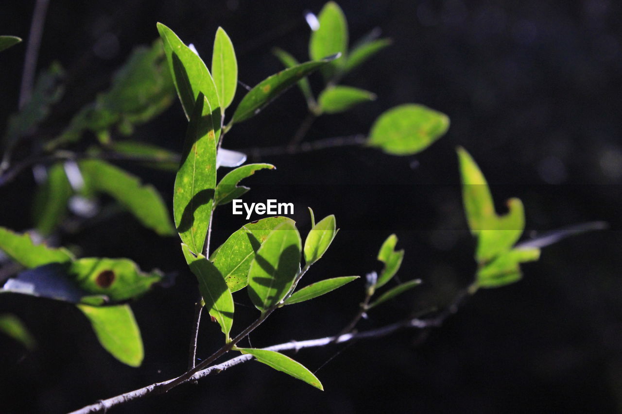 CLOSE-UP OF SMALL PLANT WITH LEAVES