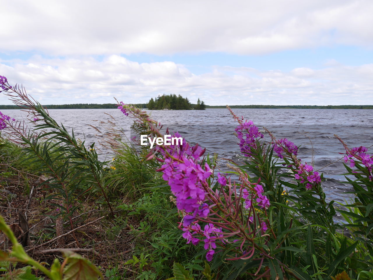 FLOWERS GROWING ON BEACH AGAINST SKY