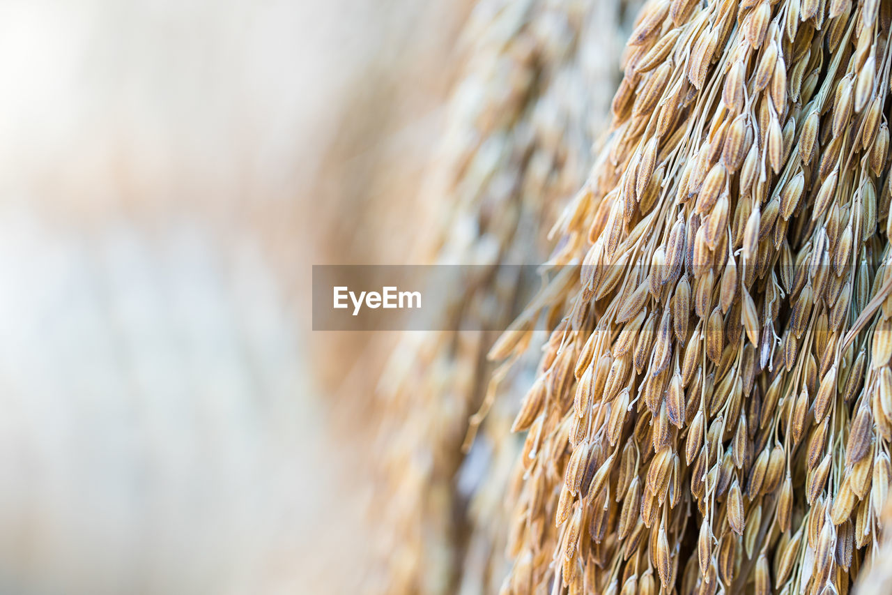 Close-up of crops against wall