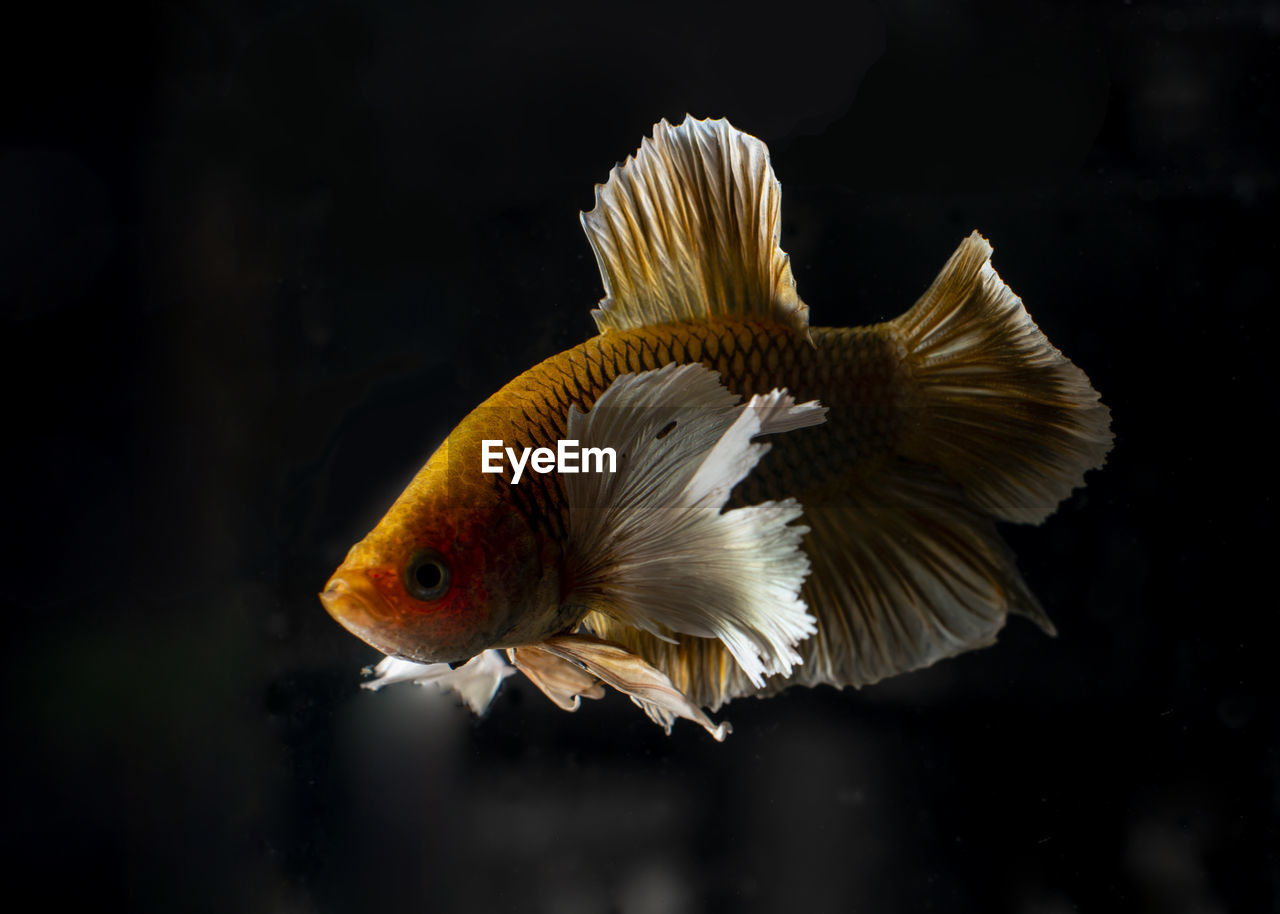 Close-up of a fish.