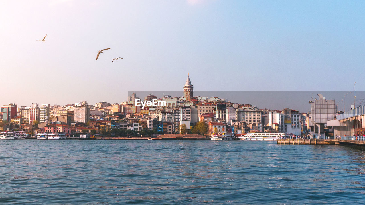 BIRDS FLYING OVER SEA AND BUILDINGS IN CITY