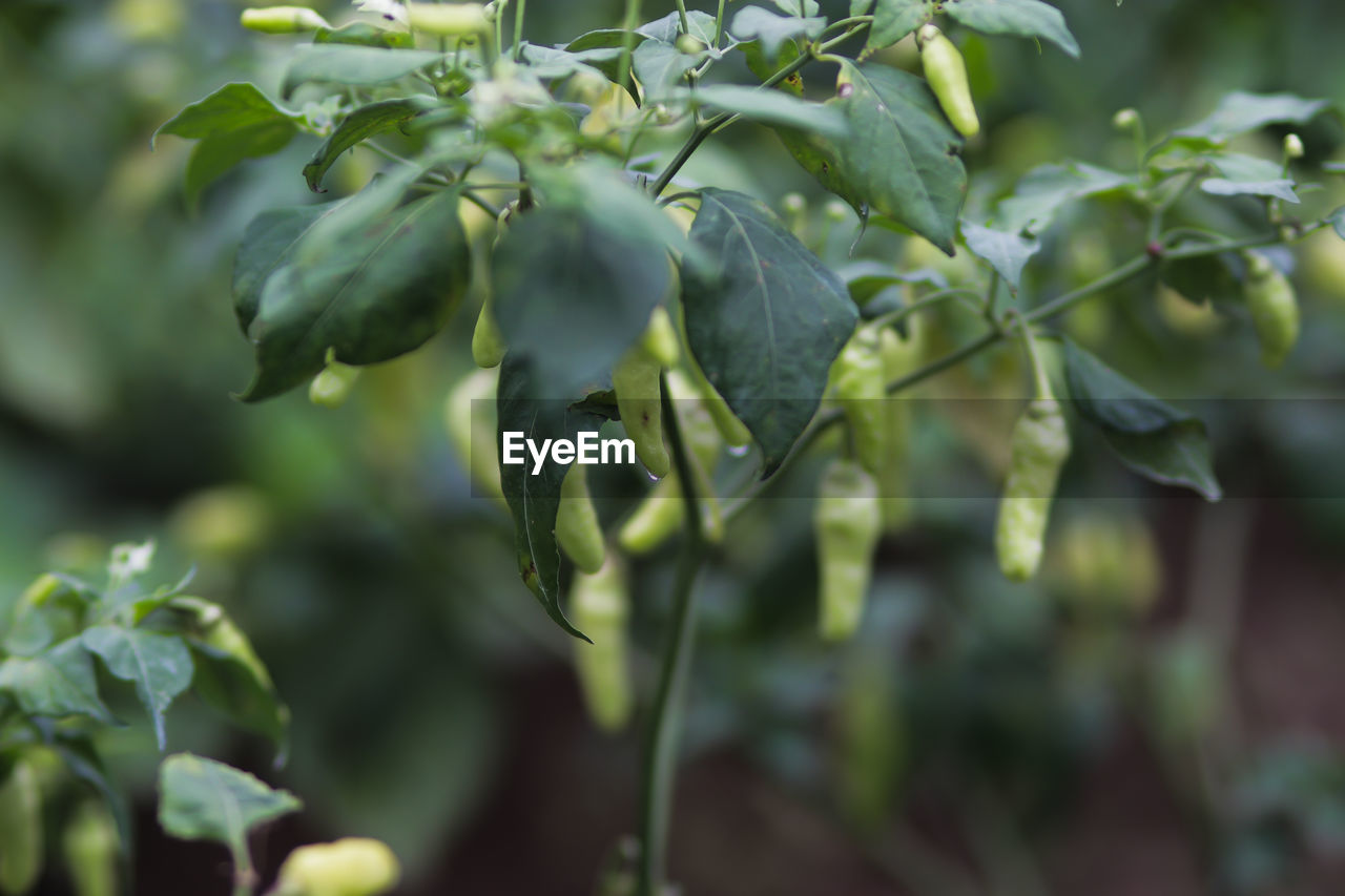 Fresh cayenne pepper or cabai rawit or devil's chilies hanging on the tree in the fields. 