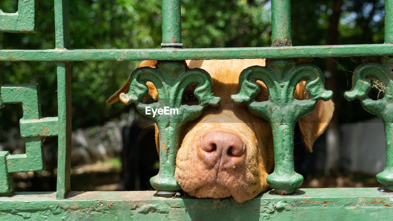 green, mammal, animal, animal themes, pig, one animal, no people, fence, animal body part, day, domestic pig, domestic animals, animal head, close-up, nature, outdoors, livestock, focus on foreground, metal, portrait, zoo, animal wildlife