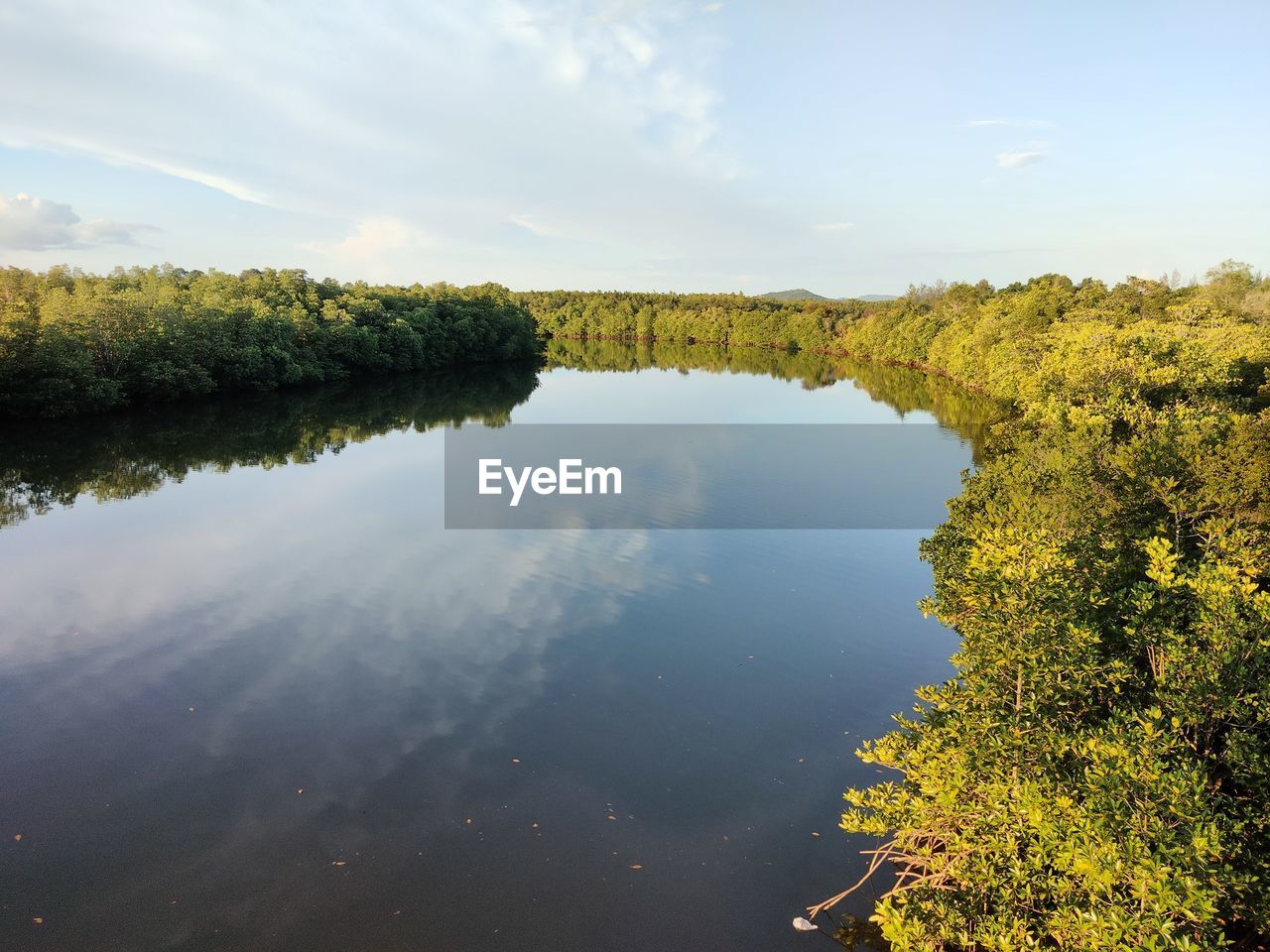 Mangrove forest in indonesia