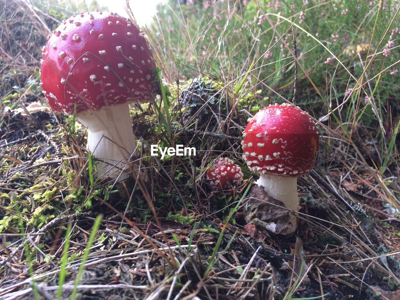 CLOSE-UP OF RED MUSHROOM GROWING ON FIELD