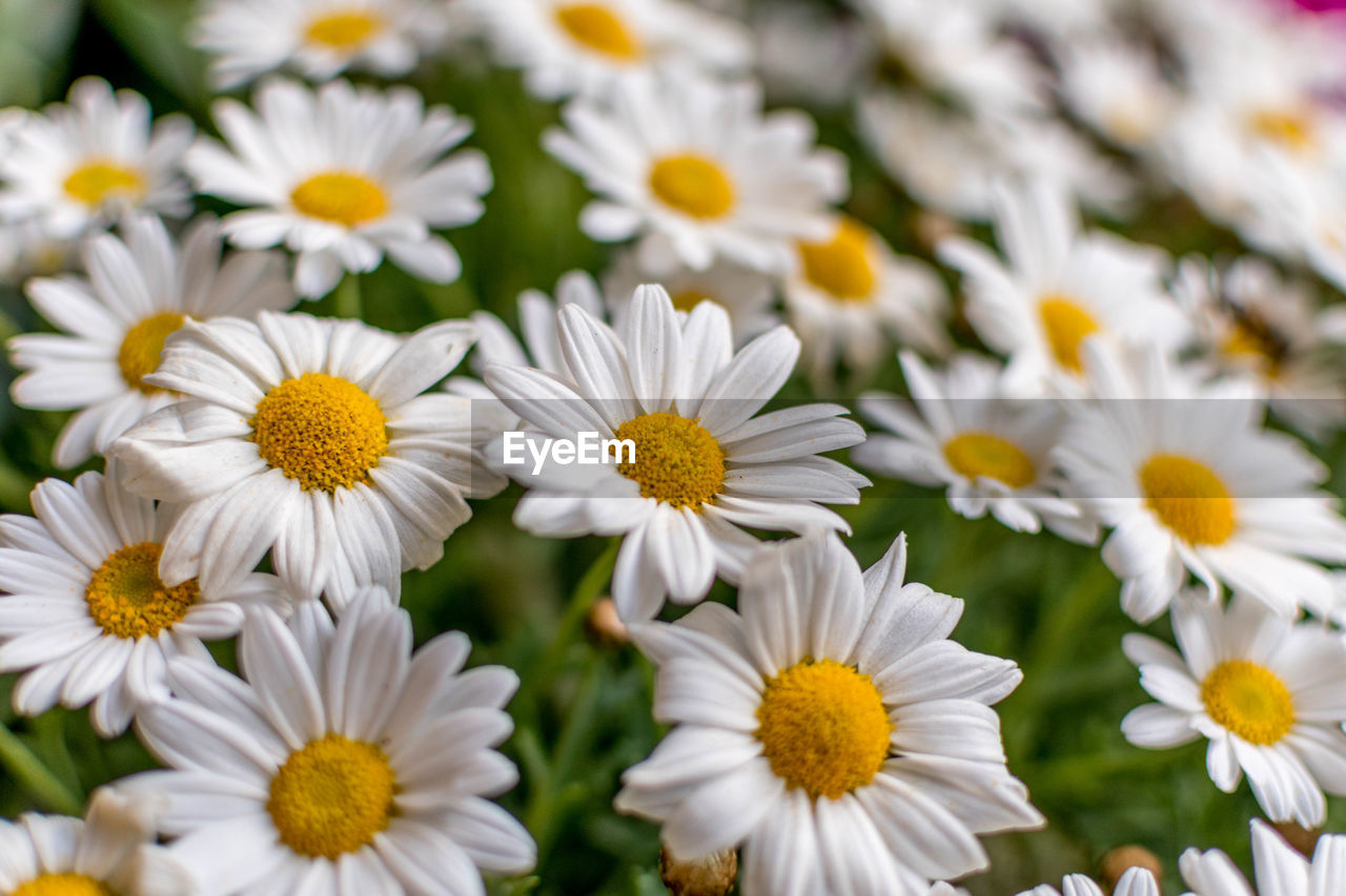 Close-up of white daisies blooming outdoors