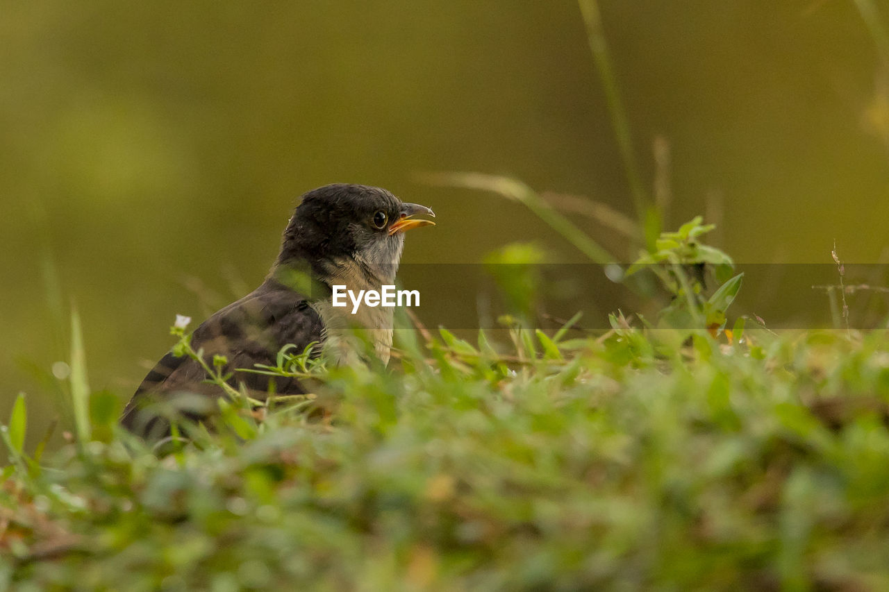 BIRD PERCHING ON GRASS