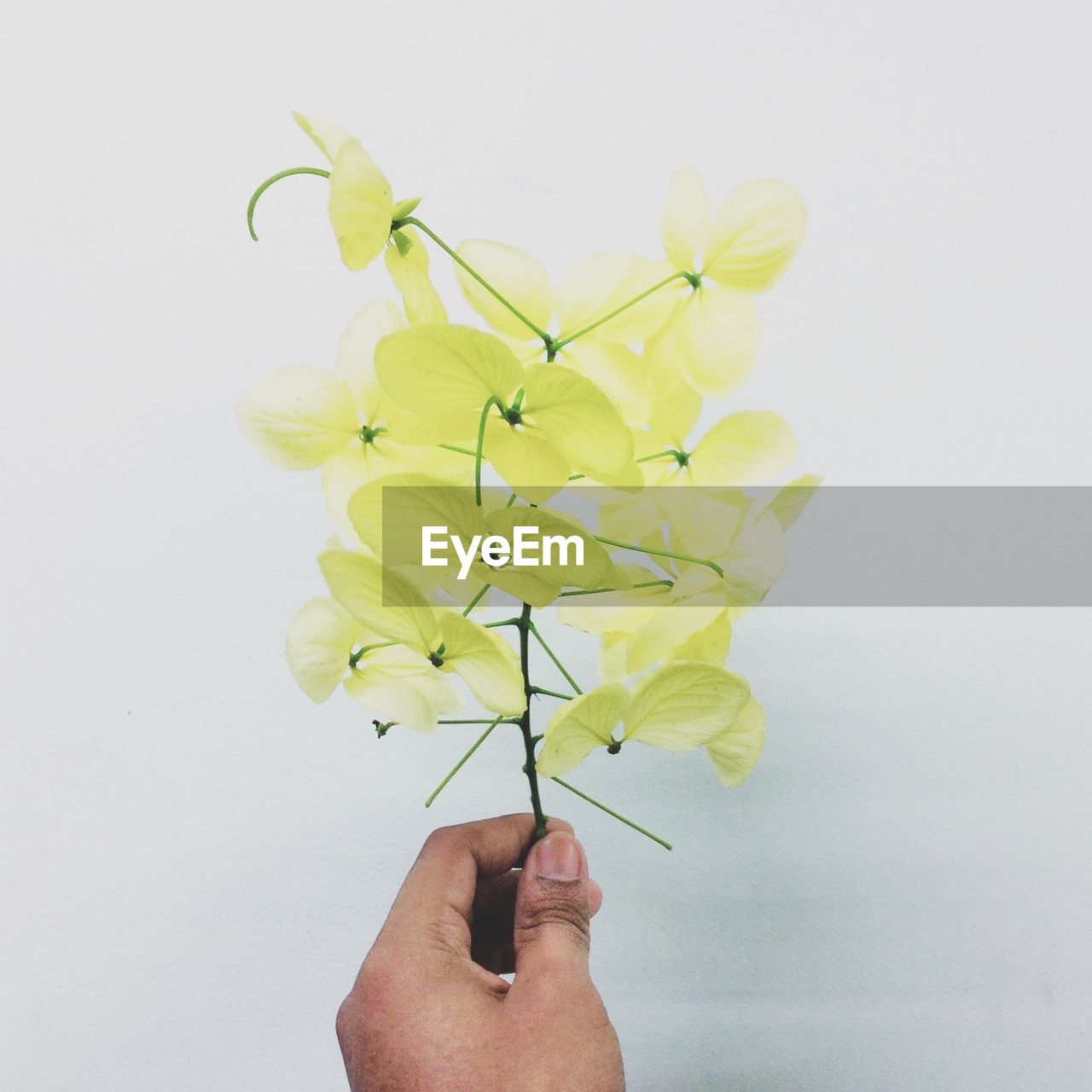 Cropped hand holding yellow flowers on white background