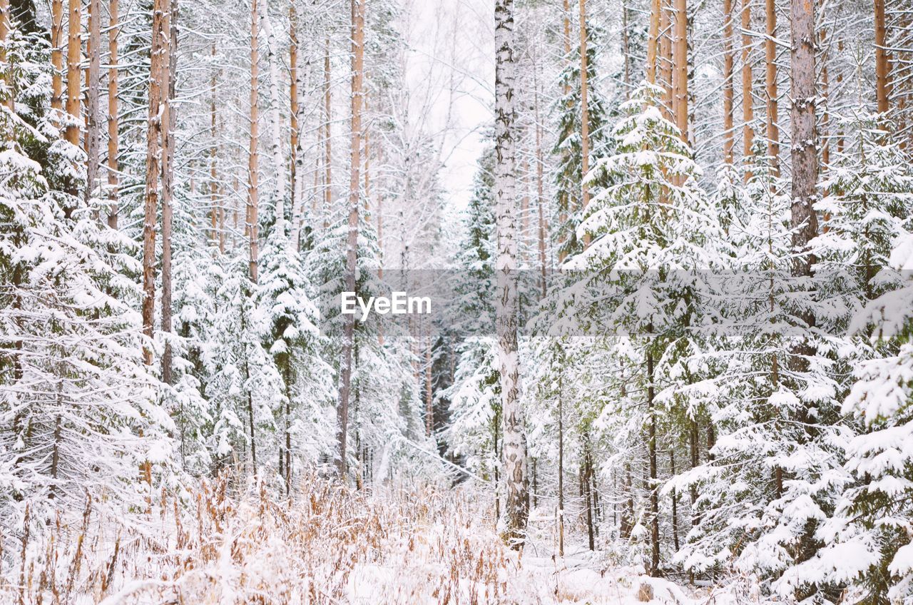 PINE TREES IN FOREST