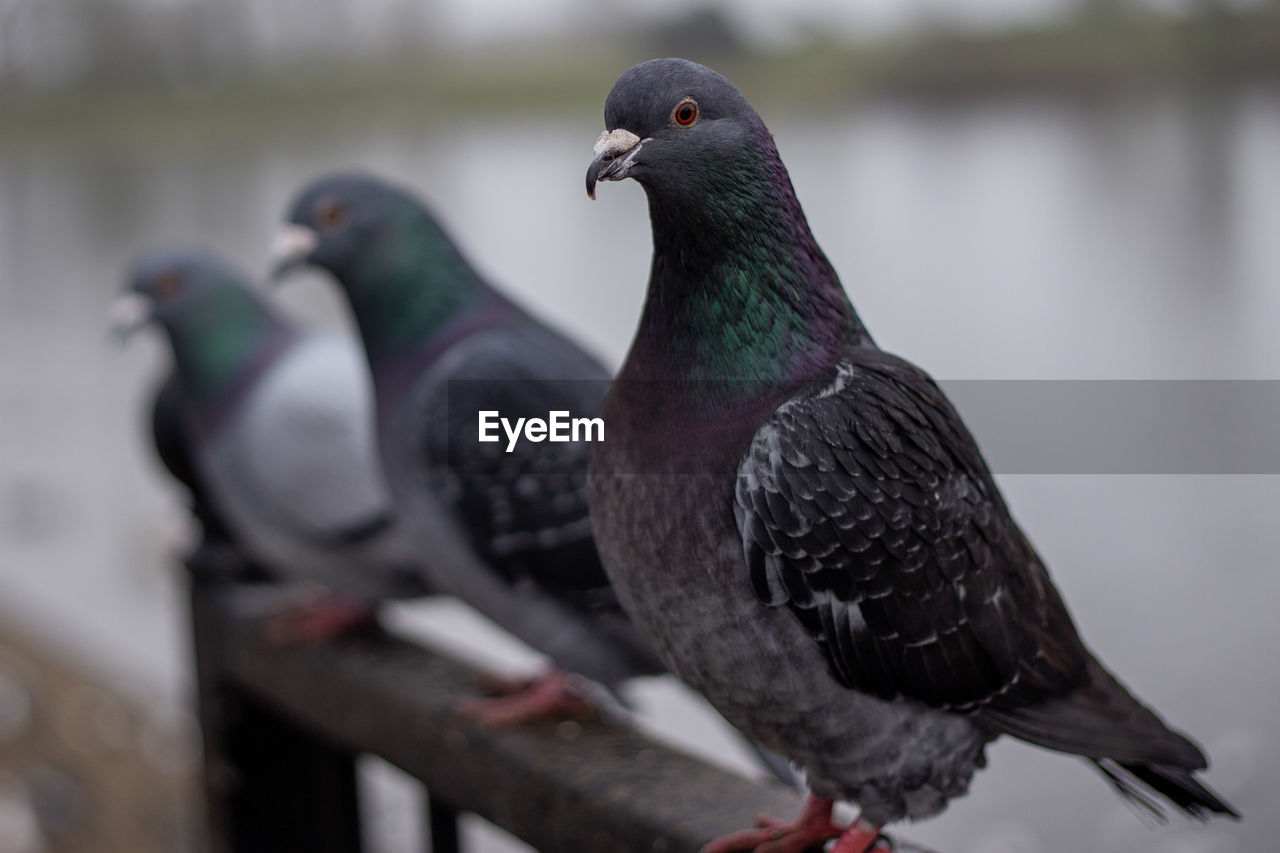 Close-up of pigeons perching on railing