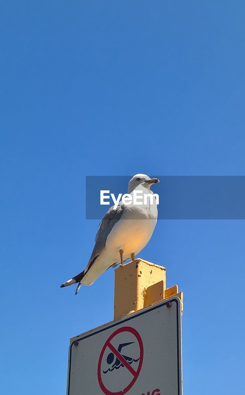 bird, animal themes, animal, animal wildlife, clear sky, sky, wildlife, blue, no people, perching, sign, communication, nature, one animal, sunny, day, low angle view, road sign, text, guidance, copy space, outdoors, architecture, western script