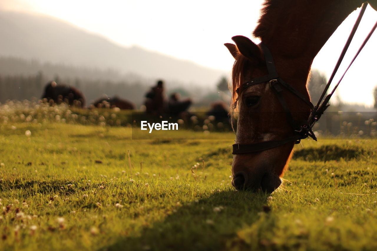 Horse grazing on grassy field against sky during sunset