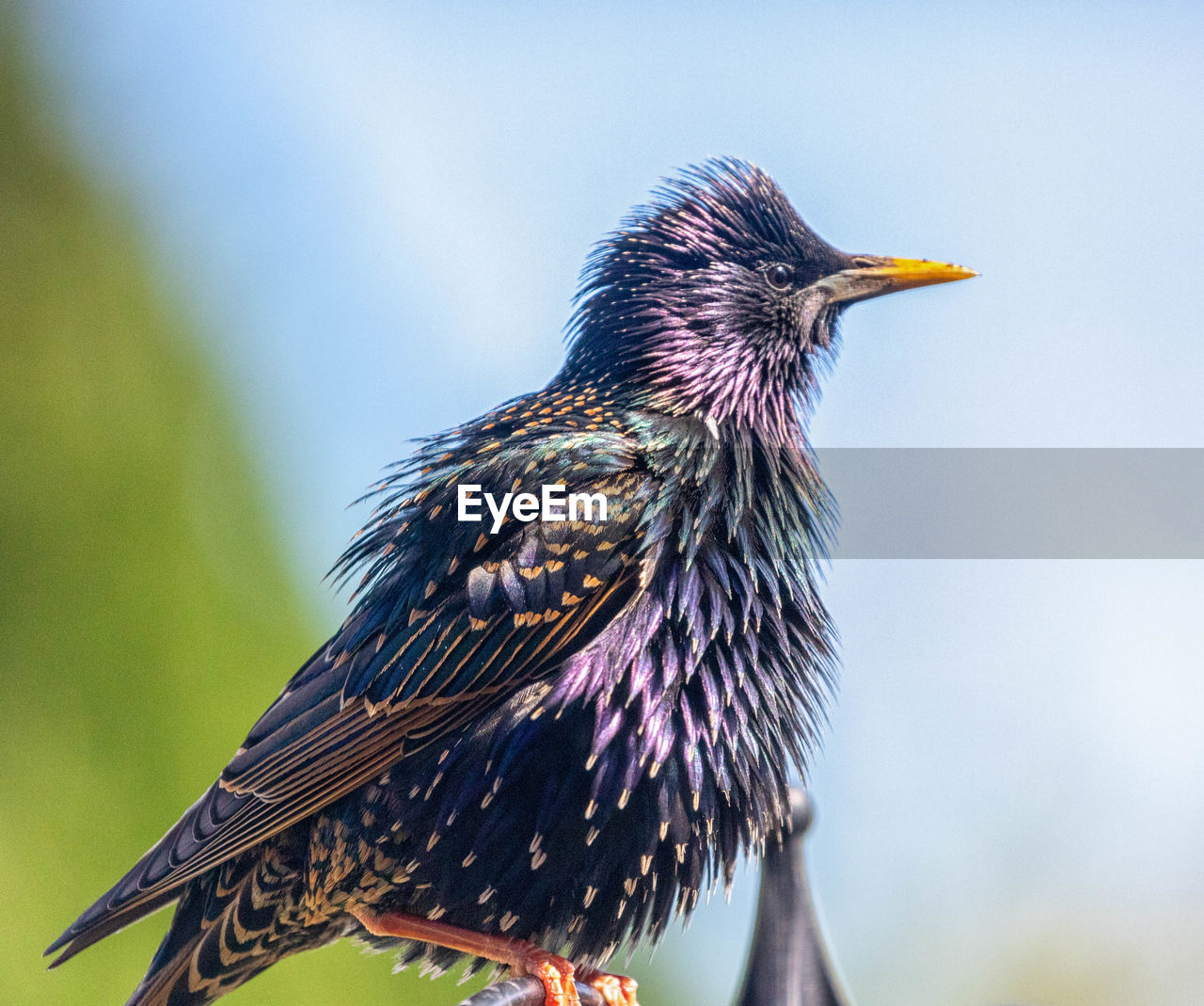 Close-up of bird perching on a branch