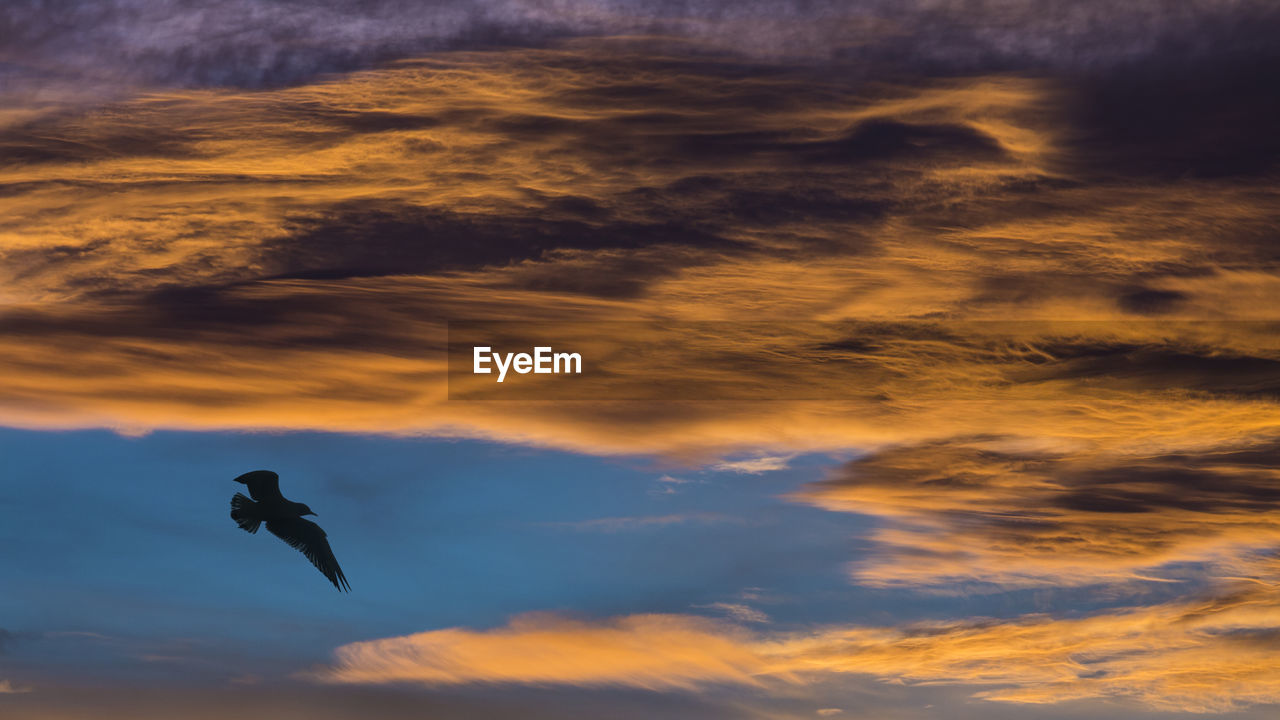 LOW ANGLE VIEW OF SILHOUETTE BIRDS FLYING IN SKY