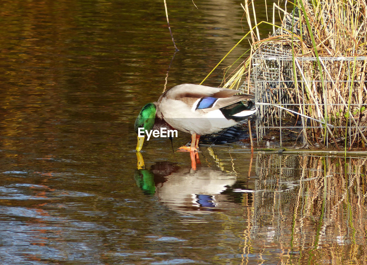 DUCK PERCHING ON LAKE