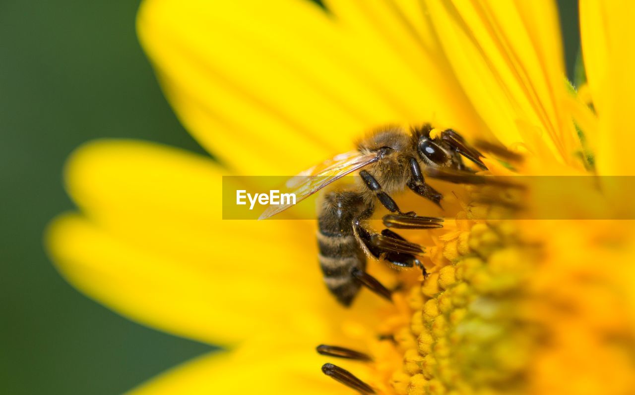 CLOSE-UP OF HONEY BEE POLLINATING YELLOW FLOWER