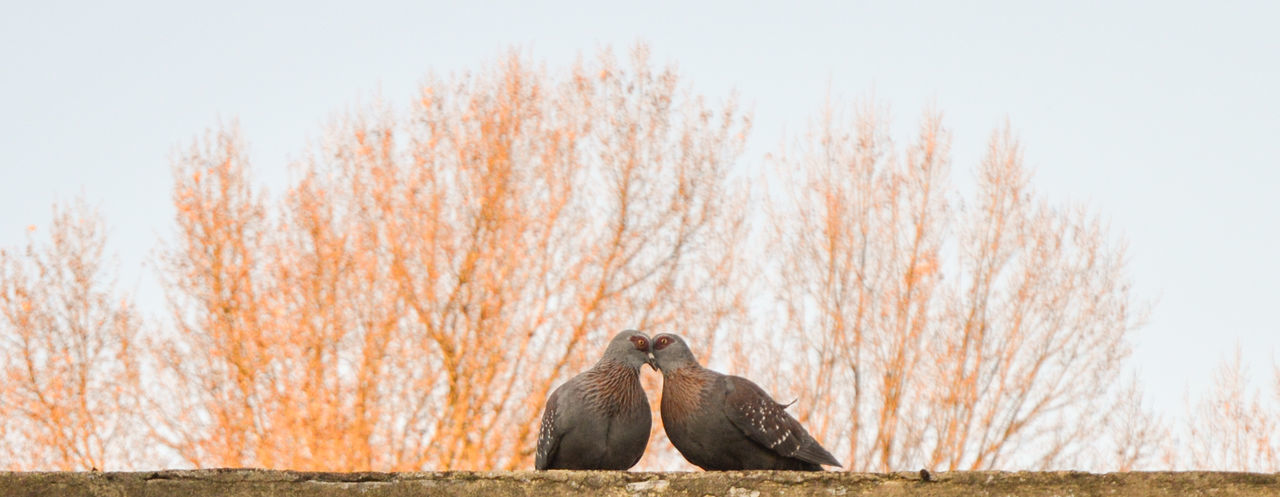 Low angle view of birds against trees