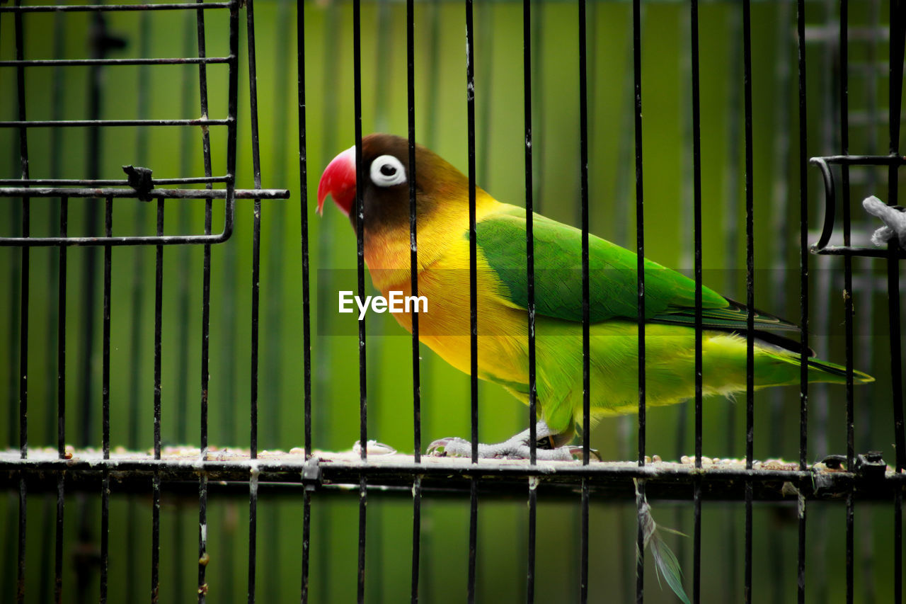 CLOSE-UP OF PARROT PERCHING ON METAL CAGE