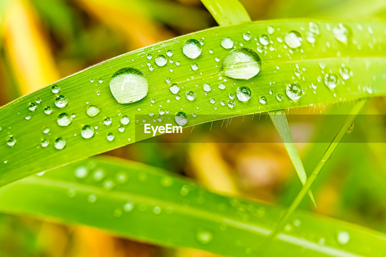 CLOSE-UP OF WATER DROPS ON PLANT LEAF