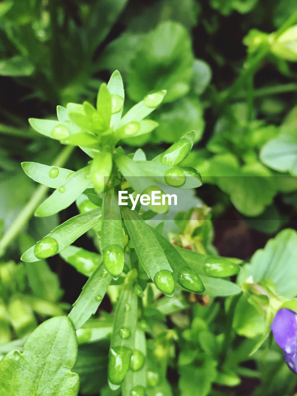 Close-up of leaves on plant