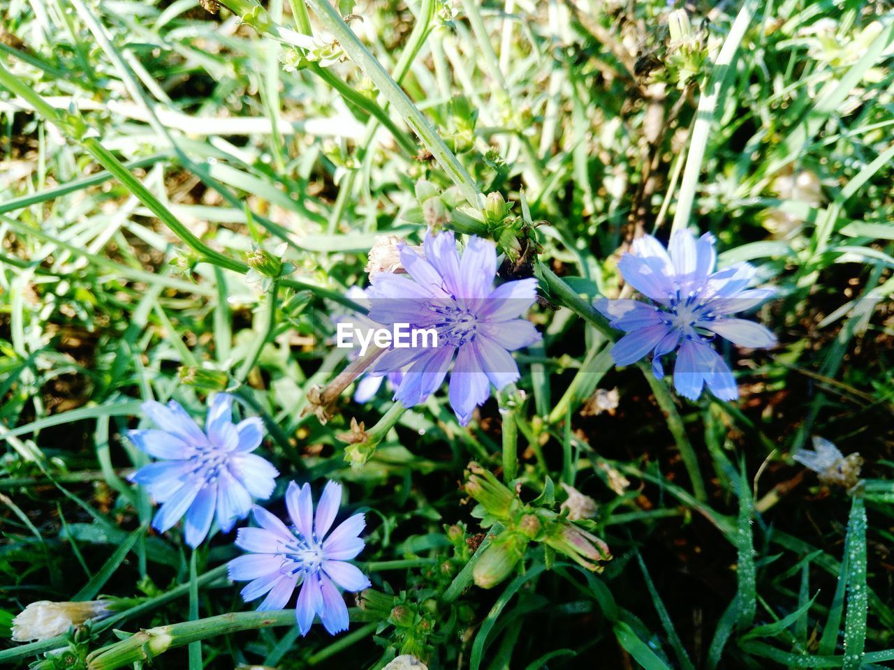 CLOSE-UP OF PURPLE FLOWERING PLANT ON FIELD