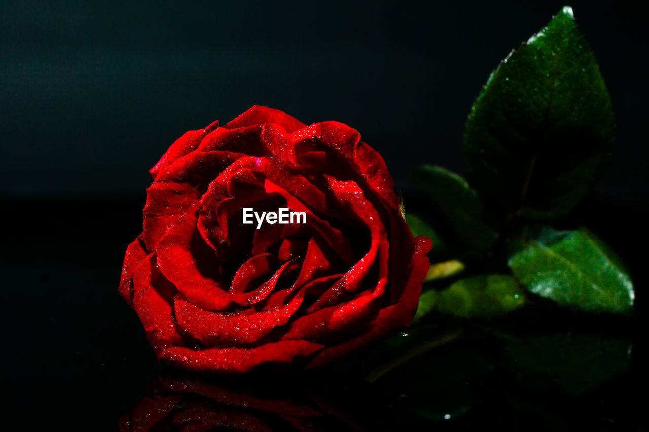 Close-up of red rose against black background