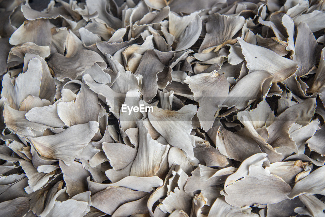 full frame shot of dry leaves