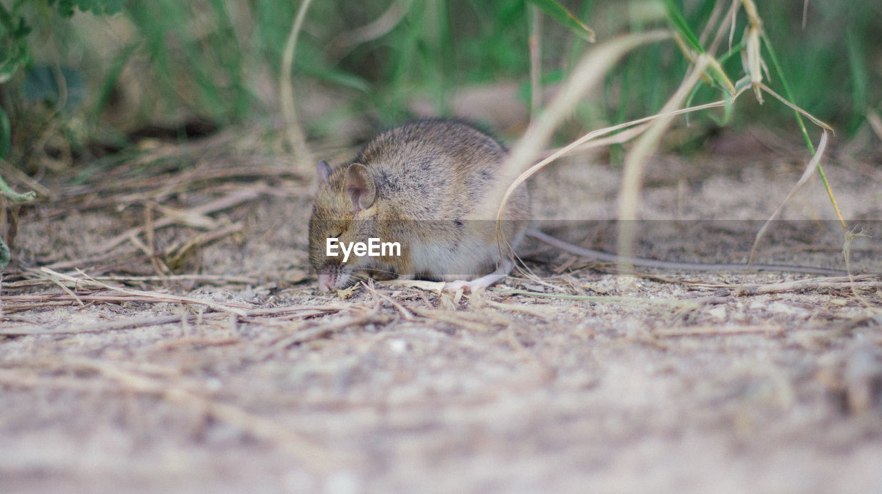 Close-up of mouse on field