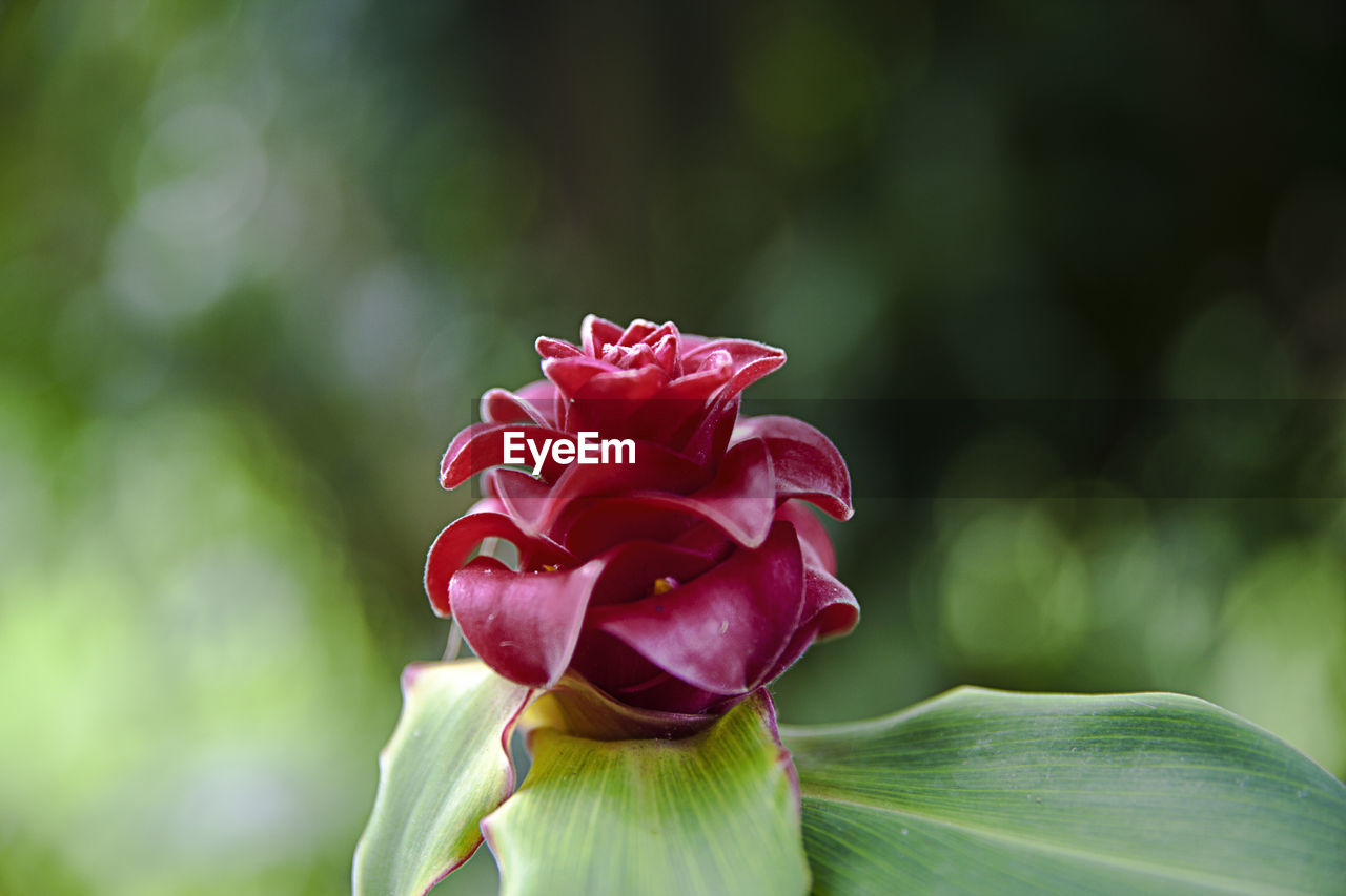 Close-up of red rose flower