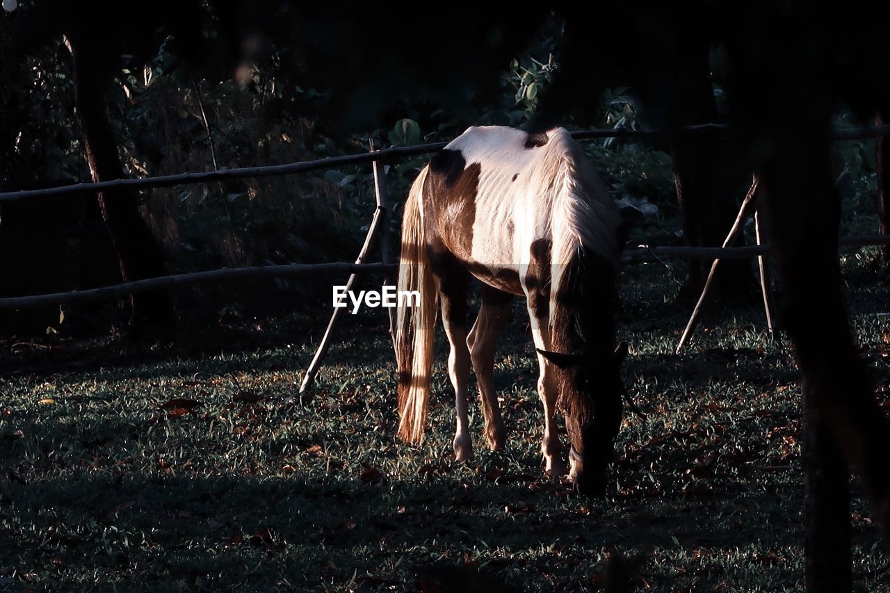 HORSE STANDING ON FIELD AGAINST SKY