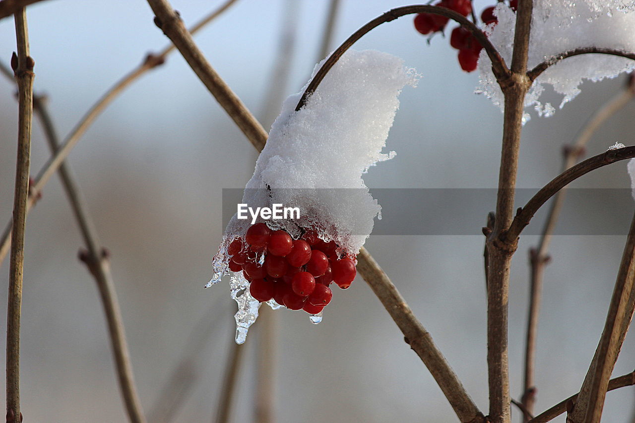 CLOSE-UP OF SNOW ON PLANT