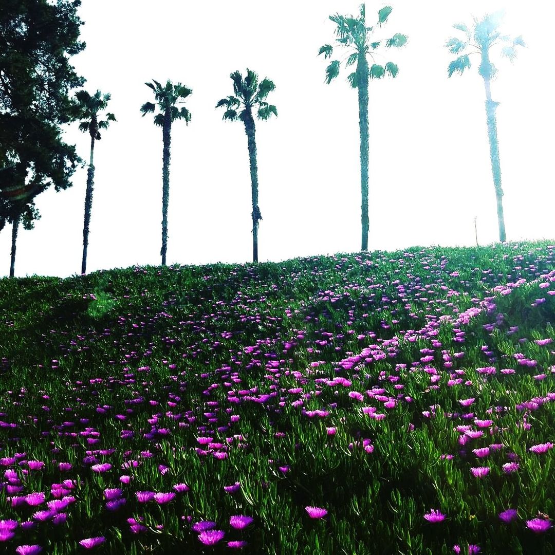 FLOWERS GROWING IN FIELD